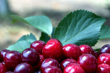 ripe, red cherries on a blurred background