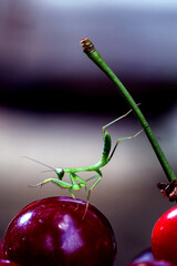 green mantis and red cherry close up