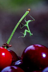 green mantis and red cherry close up