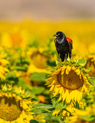 Red wing blackbird in a sunflower field in Maricopa Arizona 