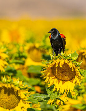 Red wing blackbird in a sunflower field in Maricopa Arizona 