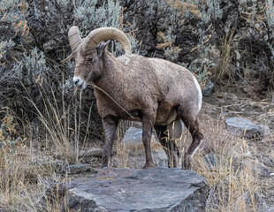 big horn sheep in the mountains