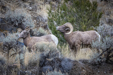 Bighorn horn sheep during mating season