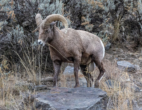 big horn sheep in the mountains