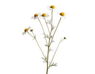 Flat design hanging plant of orchid bloom, pink and white mix, transparent background