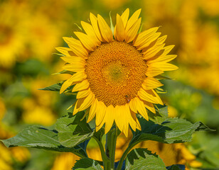 Sunflower