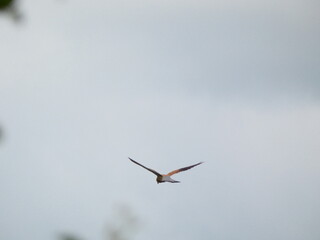Vogel,Jaeger,Angriff,Wilder, Tierwelt,bird, fliege, flügel