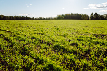 Close-up of young shoots in an agricultural field sprouting from the ground. Fertile bud with green...