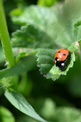 ladybug on leaf