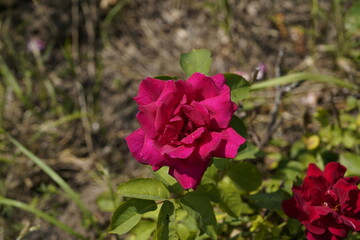 pink valentine rose on the sun