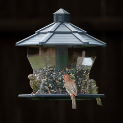 variety of birds feeding and playing around bird feeder including house finch, northern cardinal,...