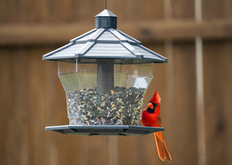 variety of birds feeding and playing around bird feeder including house finch, northern cardinal,...
