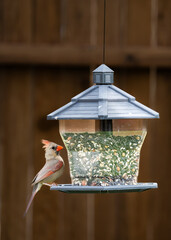 variety of birds feeding and playing around bird feeder including house finch, northern cardinal, sparrow