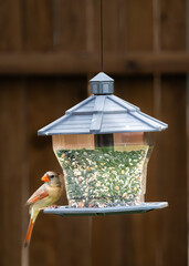 variety of birds feeding and playing around bird feeder including house finch, northern cardinal,...