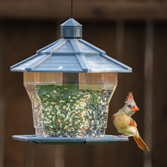 variety of birds feeding and playing around bird feeder including house finch, northern cardinal, sparrow