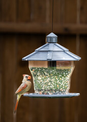 variety of birds feeding and playing around bird feeder including house finch, northern cardinal,...