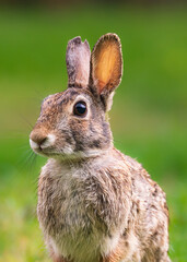 Cute bunny rabbit close up in the garden