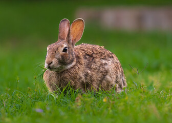 Cute bunny rabbit close up in the garden