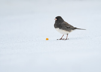 back yard birds playing in the snow