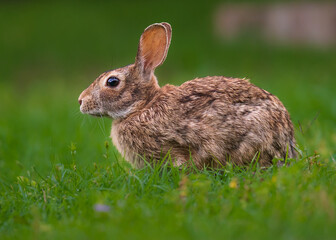 Cute bunny rabbit close up in the garden