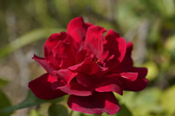 pink valentine rose on the sun