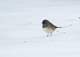 back yard birds playing in the snow