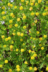 Clover (Trifolium campestre) grows in nature