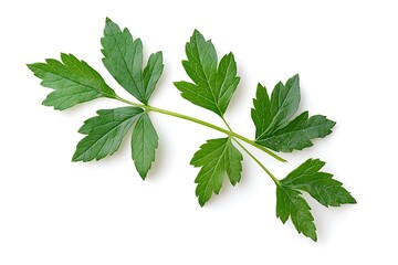 Close up of a green leafy plant with multiple leaves extending from a central stem on white