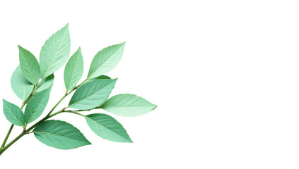 Green leaves in tree branch isolated, cutout 