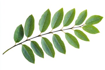 Close up of a green branch with leaves against a white background in studio lighting