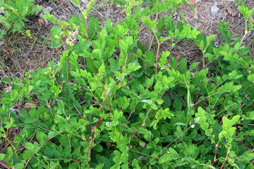 Astragalus (Astragalus glycyphyllos) grows in nature