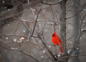 back yard birds playing in the snow