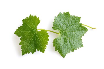 A close up shot of two green grape leaves connected by a stem on a white background