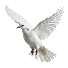 Obraz premium Flying Dove isolated, Cutout 