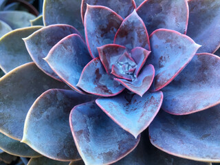 close up of succulent plant