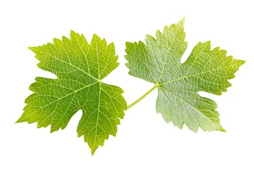 A close up shot of two vibrant green grape leaves isolated against a white background space