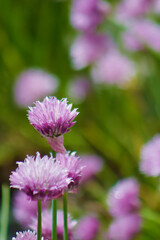 Purple or Lavender Chives in Bloom summer or spring-Background, Backdrop, Border, Wallpaper-Fresh Herbs in Bloom