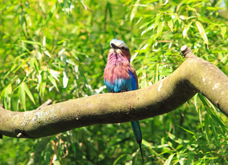 Pretty Lilac-breasted Roller- Coracias caudatus -  sitting on a tree branch with lush green vegetation background
