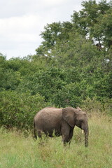 Elephant grazing in Serengeti on safari