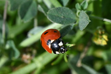 ladybird on a leaf