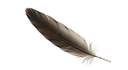 Fototapeta premium Brown Feather of Bird isolated on transparent background, PNG 