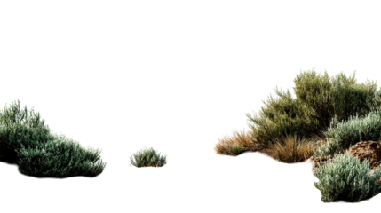 Isolated clumps of green shrubs and grasses on a plain ground against a solid color area view scene on transparent background