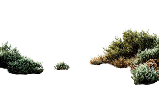 Isolated clumps of green shrubs and grasses on a plain ground against a solid color area view scene on transparent background