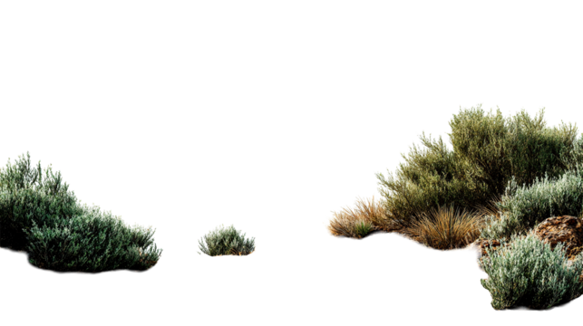 Isolated clumps of green shrubs and grasses on a plain ground against a solid color area view scene on transparent background