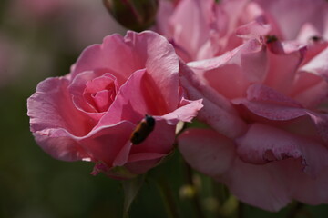 pink valentine roses with rose buds and insects