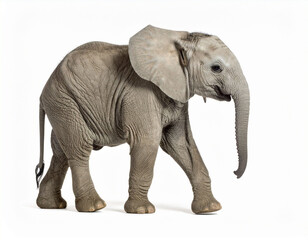 Obraz premium Baby Elephant. Wildlife Animals. Zoo Animals. Isolated White Background.