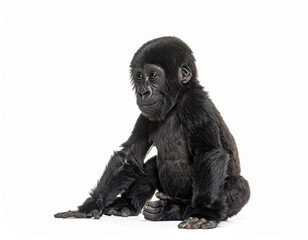 Fototapeta premium Baby Gorilla. Wildlife Animals. Zoo Animals. Isolated White Background.