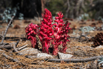 Snow Plant in the San Gabriel Mountains near Los Angeles, California.   Snow Plant is a parasitic...
