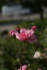 pink valentine roses with rose buds and insects