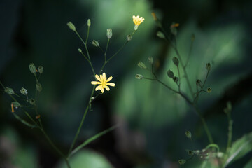 Tall yellow flowers in the sun